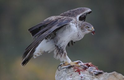 Havikarend/Bonelli's Eagle