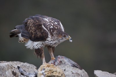 Havikarend/Bonelli's Eagle