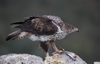 Havikarend/Bonelli's Eagle