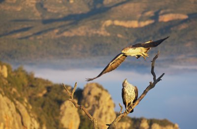 Havikarend/Bonelli's Eagle