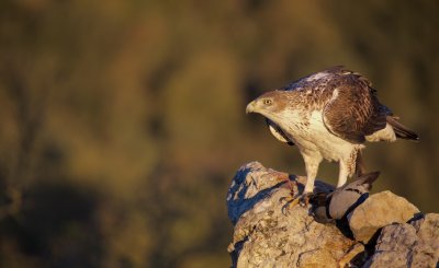 Havikarend/Bonelli's Eagle