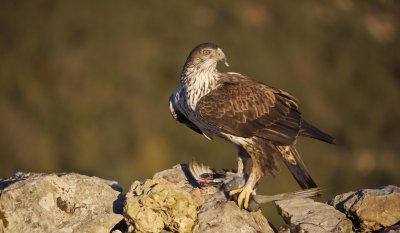 Havikarend/Bonelli's Eagle