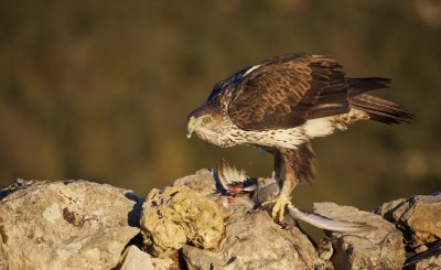 Havikarend/Bonelli's Eagle