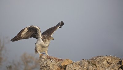 Havikarend/Bonelli's Eagle
