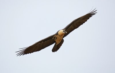 Lammergier/Lammergeier