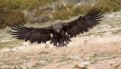 Monniksgier/Black Vulture
