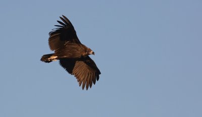 Monniksgier/Black Vulture