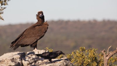 Monniksgier/Black Vulture