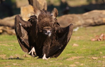 Monniksgier/Black Vulture