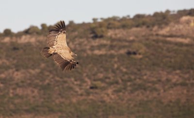 Vale Gier/Griffon Vulture
