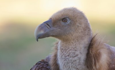 Vale Gier/Griffon Vulture