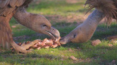 Vale Gier/Griffon Vulture