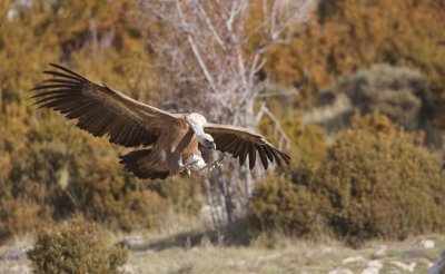 Vale Gier/Griffon Vulture