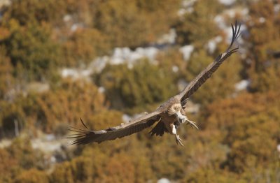 Vale Gier/Griffon Vulture