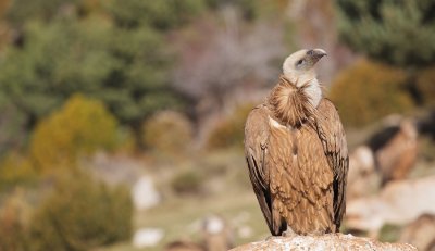 Vale Gier/Griffon Vulture