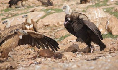 Gieren op de voerplaats/Vultures at the feeding station