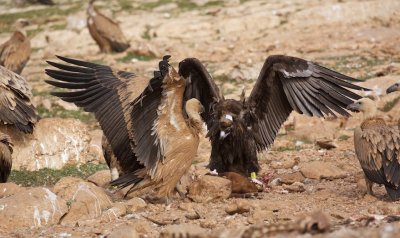 Gierengevecht/Fight between Griffon and Black Vulture