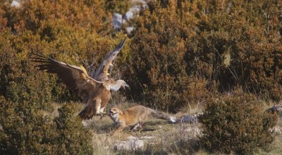 Vale Gier in gevecht met Vos/Griffon Vulture battle with Eurasian Fox