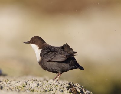 Waterspreeuw/Dipper