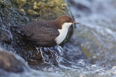 Waterspreeuw/Dipper