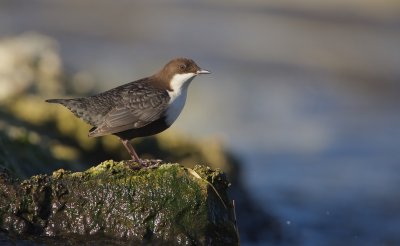 Waterspreeuw/Dipper