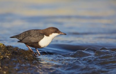 Waterspreeuw/Dipper