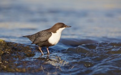 Waterspreeuw/Dipper