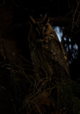 Ransuil/Long-eared Owl