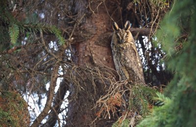 Ransuil/Long-eared Owl
