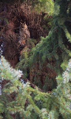 Ransuil/Long-eared Owl