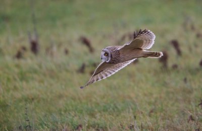 Velduil/Short-eared Owl
