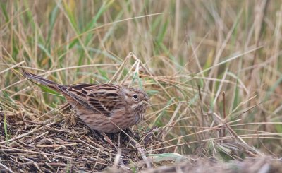 Witkopgors/Pine Bunting