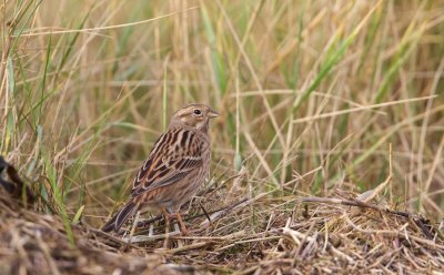 Witkopgors/Pine Bunting