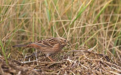 Witkopgors/Pine Bunting