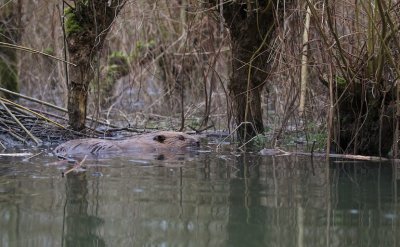 Bever/Beaver 