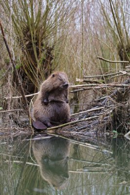 Bever/Beaver 