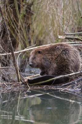 Bever/Beaver 