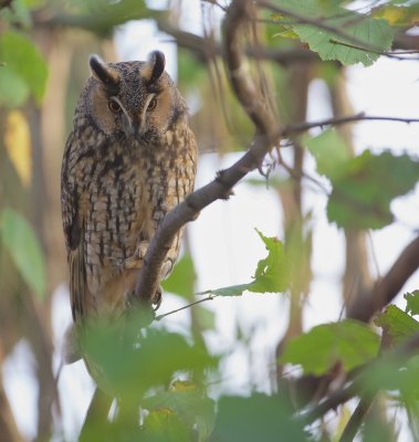 Ransuil/Long-eared Owl