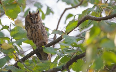 Ransuil/Long-eared Owl