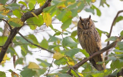 Ransuil/Long-eared Owl