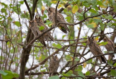 Ransuil/Long-eared Owl