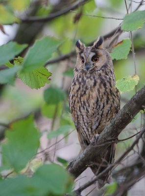Ransuil/Long-eared Owl