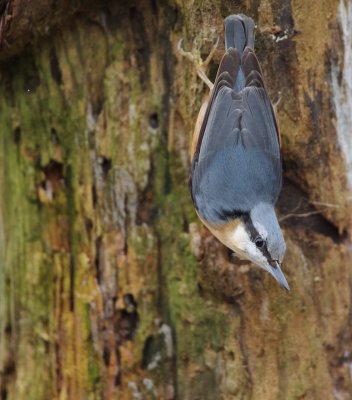 Boomklever/Nuthatch