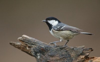 Zwarte Mees/Coal Tit