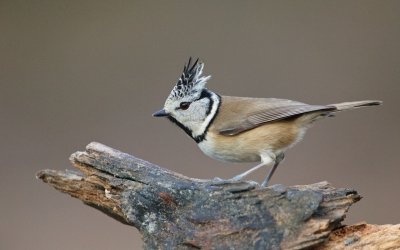 Kuifmees/Crested Tit