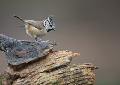Kuifmees/Crested Tit