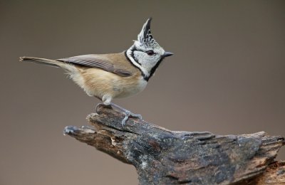 Kuifmees/Crested Tit