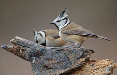 Kuifmees/Crested Tit