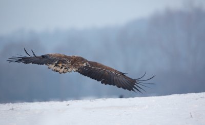 Zeearend/White-tailed Eagle