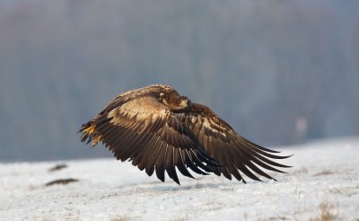 Zeearend/White-tailed Eagle